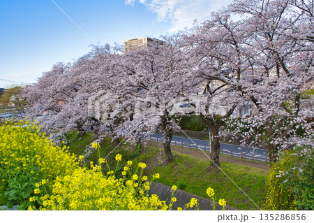 【神奈川県】引地川の桜並木 【神奈川県】引地川の桜並木 135286856