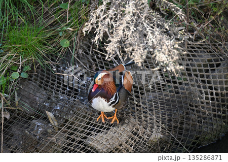 野鳥 野鳥 135286871