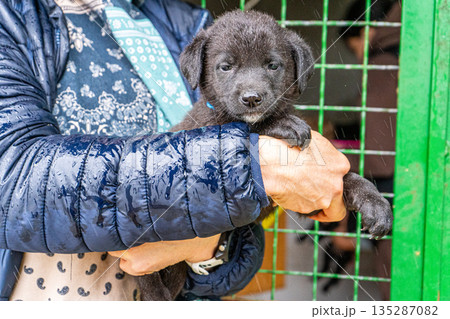 Puppy little dog in hands Puppy little dog in hands 135287082