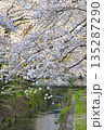 【神奈川県】引地川の桜並木 135287290