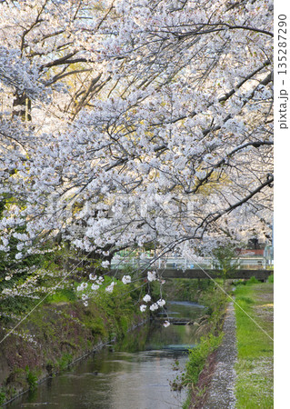 【神奈川県】引地川の桜並木 135287290