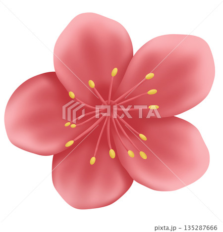 pink sakura flower isolated on white background pink sakura flower isolated on white background 135287666