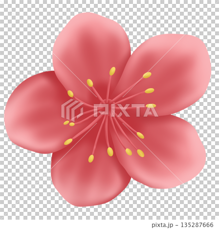 pink sakura flower isolated on white background pink sakura flower isolated on white background 135287666