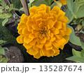 yellow flower of yellow marigold flower 135287674