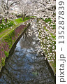 【神奈川県】引地川の桜並木 135287839