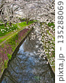 【神奈川県】引地川の桜並木 135288069