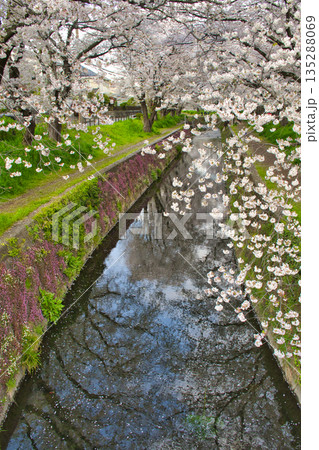 【神奈川県】引地川の桜並木 135288069