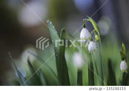 雫をまとったスノーフレーク 春の花 マクロ ぼけ背景 雫をまとったスノーフレーク 春の花 マクロ ぼけ背景 135288153