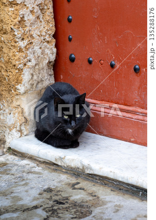 Cat in the Bizerte medina, Tunisia Cat in the Bizerte medina, Tunisia 135288176