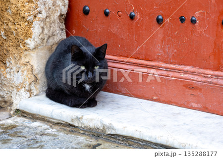 Cat in the Bizerte medina, Tunisia 135288177