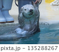水族館にいるラッコのクローズアップ写真 135288267