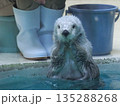 水族館にいるラッコのクローズアップ写真 135288268