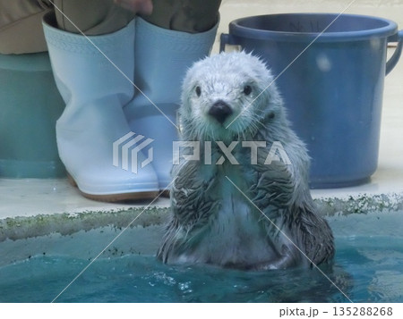 水族館にいるラッコのクローズアップ写真 135288268