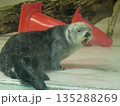 水族館にいるラッコのクローズアップ写真 135288269