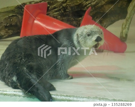 水族館にいるラッコのクローズアップ写真 水族館にいるラッコのクローズアップ写真 135288269