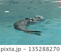 水族館にいるラッコのクローズアップ写真 135288270
