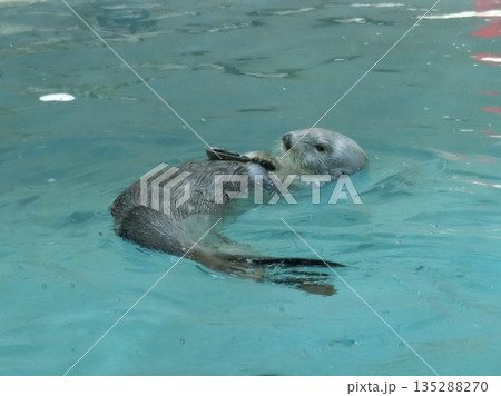 水族館にいるラッコのクローズアップ写真 水族館にいるラッコのクローズアップ写真 135288270