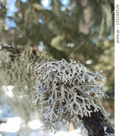 Close-up of pale gray lichen 135288529