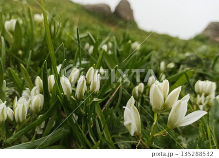 Close-up view of small white wildflowers blooming Close-up view of small white wildflowers blooming 135288532