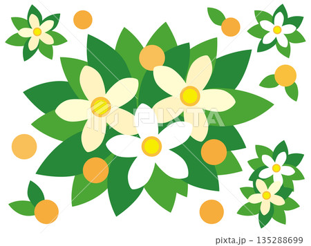 ひな祭り橘の花と実のイラスト 135288699