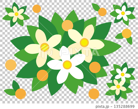 ひな祭り橘の花と実のイラスト 135288699