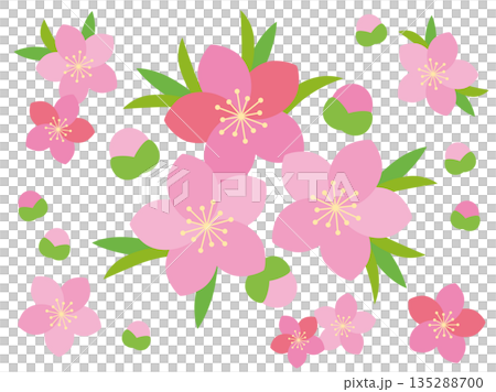 ひな祭り 桃の花のイラスト 135288700