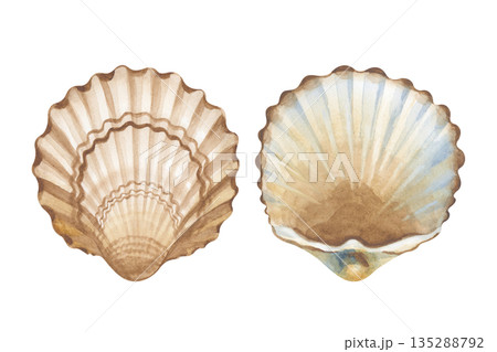 A set of two seashells from different angles. Watercolor illustration in natural colors on an isolated background. Realistic clipart for marine designs. A set of two seashells from different angles. Watercolor illustration in natural colors on an isolated background. Realistic clipart for marine designs. 135288792