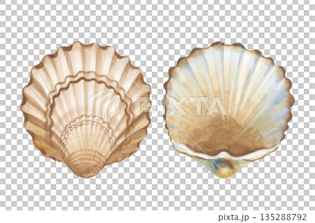 A set of two seashells from different angles. Watercolor illustration in natural colors on an isolated background. Realistic clipart for marine designs. A set of two seashells from different angles. Watercolor illustration in natural colors on an isolated background. Realistic clipart for marine designs. 135288792