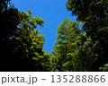 森の中から見上げた空 135288866