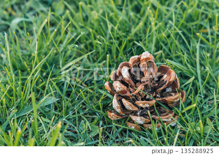 Close-Up Of A Brown Pine Cone Resting In Green Grass On A Natural Lawn Close-Up Of A Brown Pine Cone Resting In Green Grass On A Natural Lawn 135288925