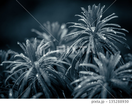 Close-Up Of Frosty Leaf Tips With Dew Drops In Cool Blue Toned Mood 135288930