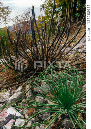 Desert Landscape Featuring Charred Cactus Stems and Green Grass Among Rocks 135288935