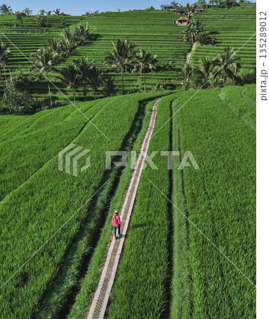 Captivating Images Showcasing Rice Paddies And Scenic Beauty Of Bali Countryside 135289012