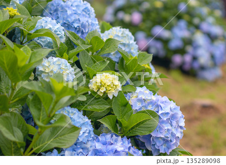Blue hydrangea macrophylla flower heads and yellow buds close-up with multicolor background 135289098