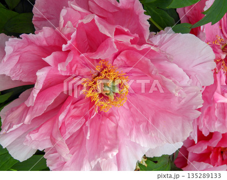 Tree peony paeonia suffruticosa bright pink flower close-up Tree peony paeonia suffruticosa bright pink flower close-up 135289133
