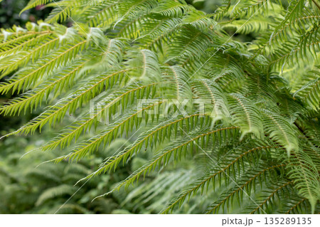 Fern fronds (Polypodiopsida) close-up detail. Pteridophyte foliage background 135289135
