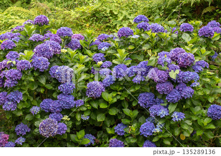 Dark purple hydrangea macrophylla hedge in bloom 135289136