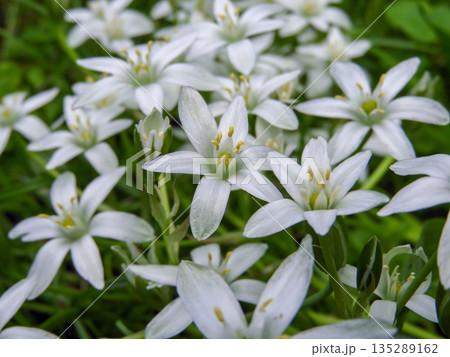 Ornithogalum umbellatum Star-of-Bethlehem white flowers in spring garden Ornithogalum umbellatum Star-of-Bethlehem white flowers in spring garden 135289162