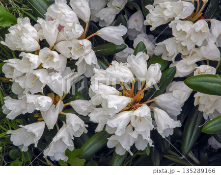 Rhododendron yakushimanum white flowers with dark green leaves in garden Rhododendron yakushimanum white flowers with dark green leaves in garden 135289166