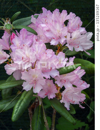 Rhododendron smirnowii pink flowering shrub 135289167