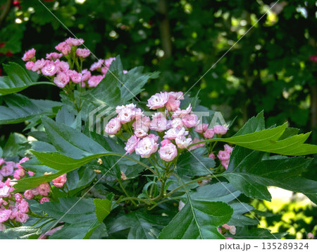 Crataegus  mordenensis pink double flowers and green foliage. Spring bloom of morden hawthorn in the garden 135289324