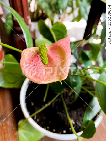 Anthurium vibrant delicate pink flower. Smooth petals, emerges from lush green plant in white pot. Sunlight filters through nearby leaves, warm and inviting atmosphere. Beauty of nature indoors Anthurium vibrant delicate pink flower. Smooth petals, emerges from lush green plant in white pot. Sunlight filters through nearby leaves, warm and inviting atmosphere. Beauty of nature indoors 135289684