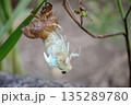 羽化途中のアブラゼミ 135289780