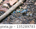 餌を運ぶナミハンミョウ 135289783