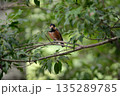 枝に止まるヤマガラ 135289785