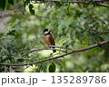 枝に止まるヤマガラ 135289786