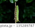 枝にとまるオオスカシバの幼虫 135289787
