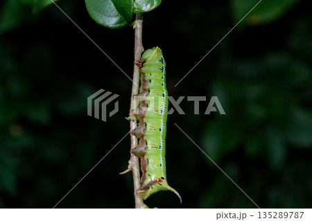 枝にとまるオオスカシバの幼虫 135289787