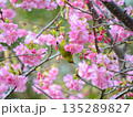 桜の木にとまるメジロ 135289827
