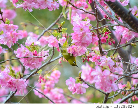 桜の木にとまるメジロ 桜の木にとまるメジロ 135289827